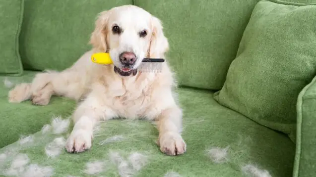 How to remove pet hair from couch
